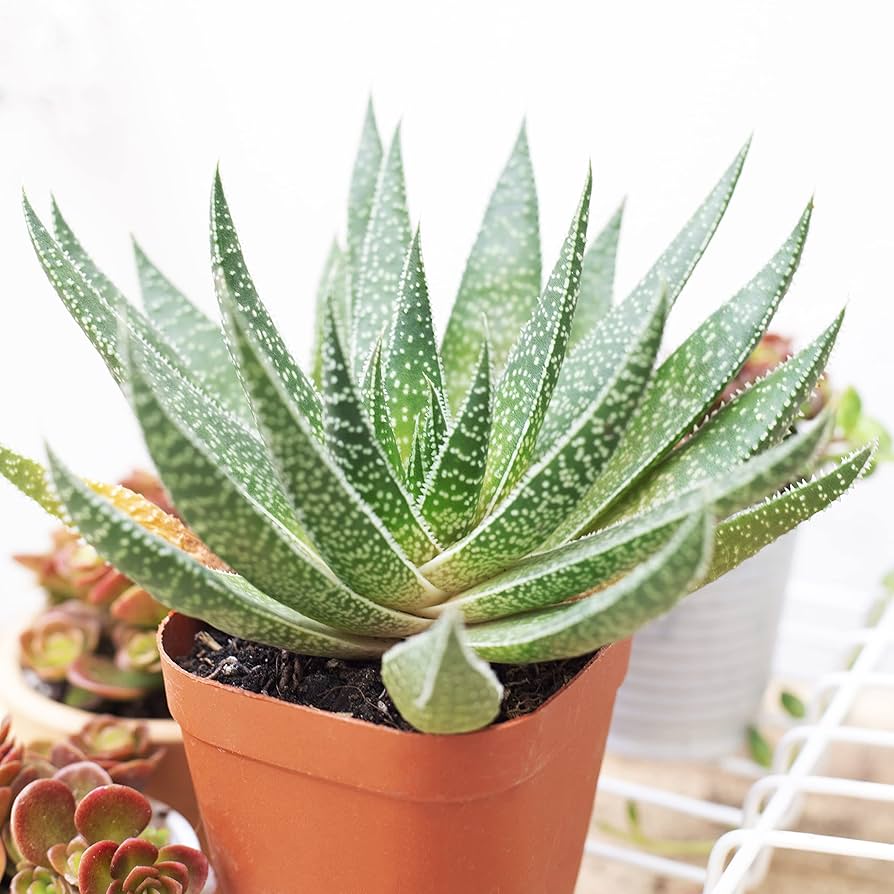 Amazon.com : Haworthia 'Zebra Plant' White Stripe Aloe Spiky